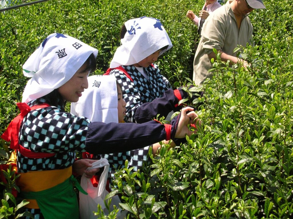 茶摘み体験