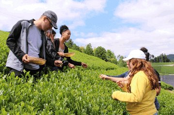 お茶摘み体験