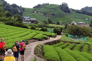 ガイド付き茶畑景観ウォーキング