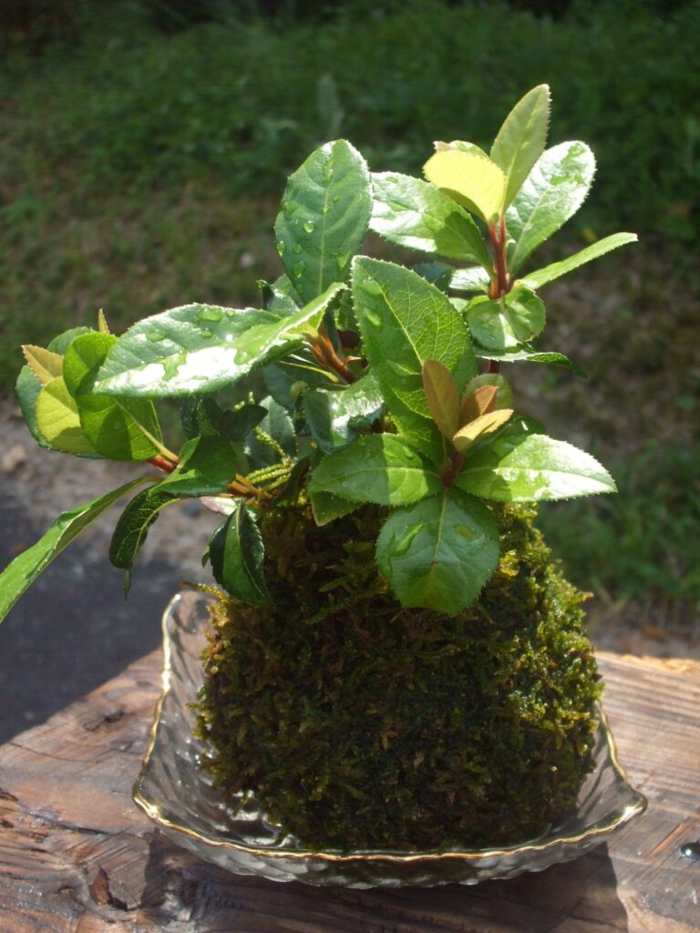 苔玉教室
