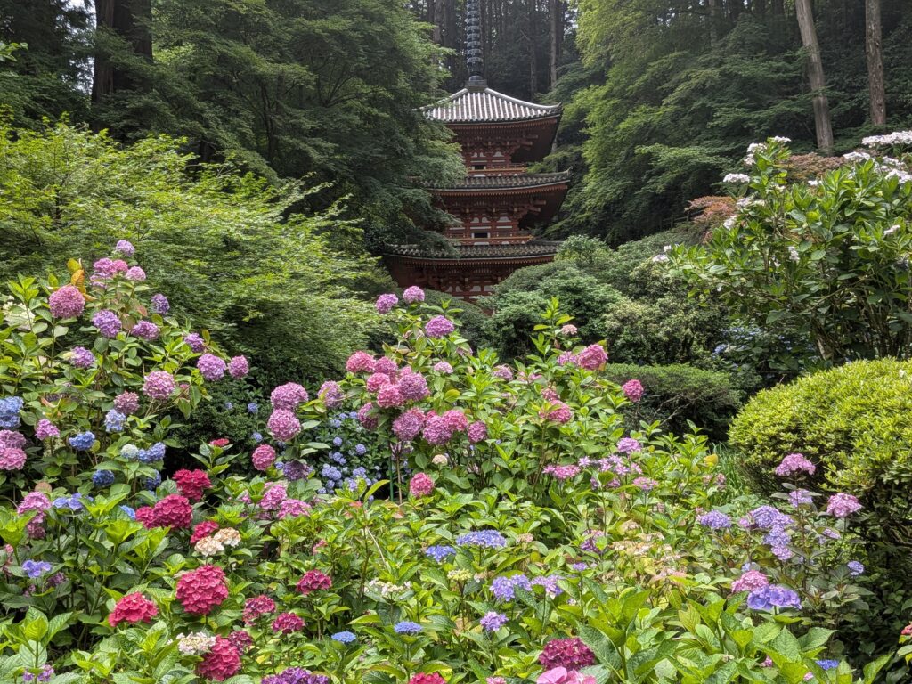 岩船寺早朝アジサイ撮影ツアー